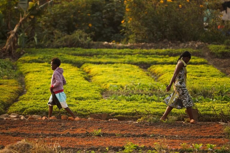 FAO: Prosperidad de África pasa también por crear empleos decentes y atractivos para la juventud rural