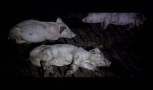 Otra cadena de supermercados alemana pide explicaciones a El Pozo