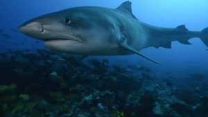 UCR inicia estudio sobre tiburón tigre en la Isla del Coco