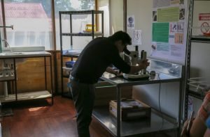 Alianza del INTA con empresa privada permite producción de parasitoides para control biológico de “mosca del establo”