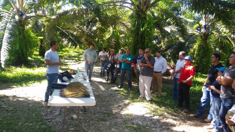 Capacitan a productores en manejo agronómico del cultivo de palma aceitera