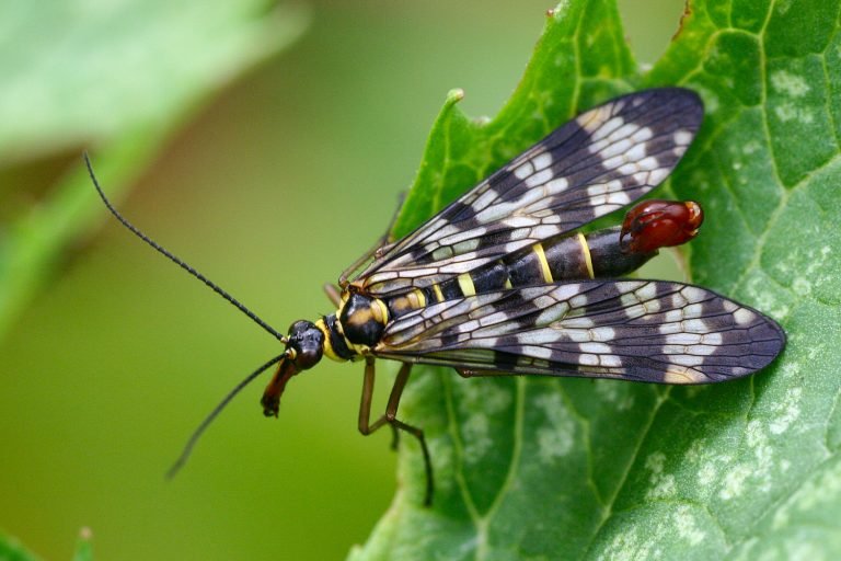 La mosca escorpión fue elegida insecto del año 2018