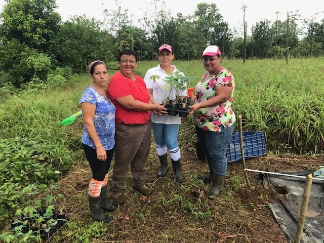 INTA capacitó mujeres de la zona Caribe para producir por macropropagación semilla de yuca
