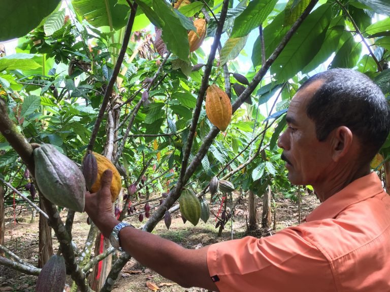 Familias productoras de Guatuso cultivan cacao de excelente calidad bajo prácticas sostenibles