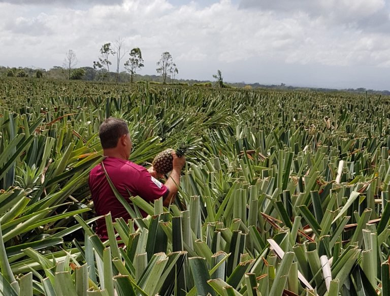 Comisión de Ingreso y Gasto Público analiza supuesto fraude relacionado con exportación de piña