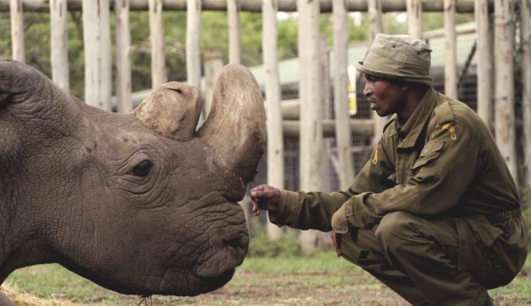 Muere el último rinoceronte blanco del norte macho que quedaba en el mundo