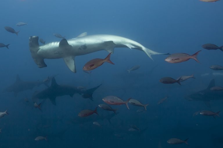 Inicia histórica negociación para primer tratado mundial para proteger biodiversidad en Alta Mar