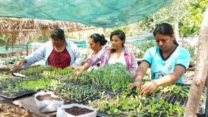 Vecinos de Isla Venado incursionan en la producción de hortalizas