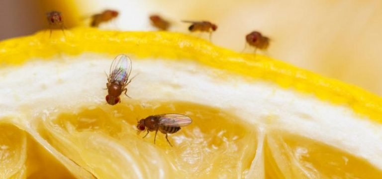 Nuevas medidas para detener la propagación de las plagas de las plantas a nivel internacional