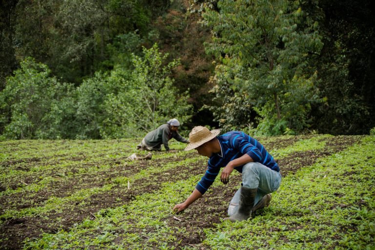 FAO y la ACI renuevan su asociación en preparación para la Década de la Agricultura Familiar de la ONU