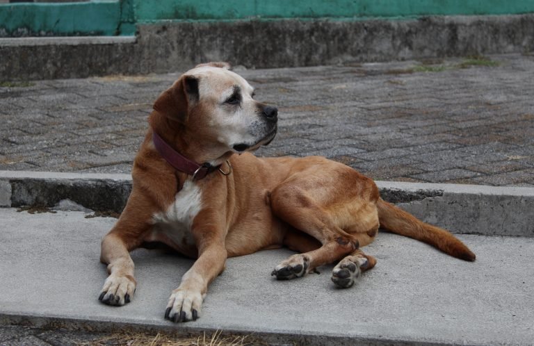 Perrotón: una gran oportunidad para ayudar a los perros del refugio de animales A.H.P.P.A