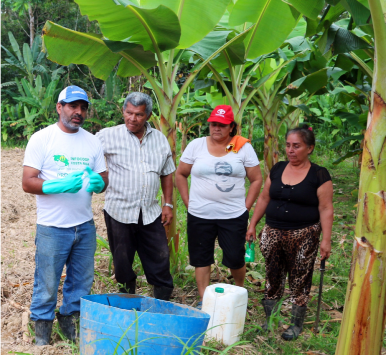 Cooperativa comercializa los mejores plátanos de la zona Norte