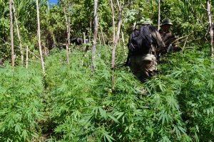 Ministerio de Seguridad erradica 465.107 plantas de marihuana en Talamanca