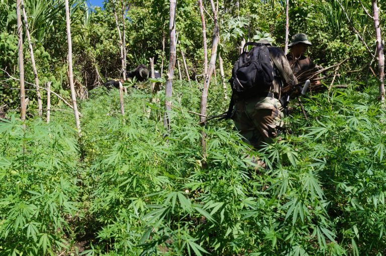 Ministerio de Seguridad erradica 465.107 plantas de marihuana en Talamanca