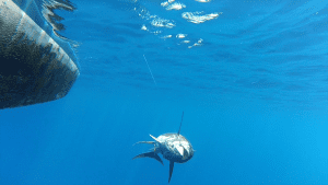 Costa Rica comprometida con la trazabilidad para exportación de productos pesqueros