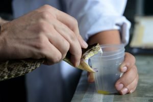 Se aprueba ley de cobertura del seguro de riesgos a víctimas de picadura de serpiente