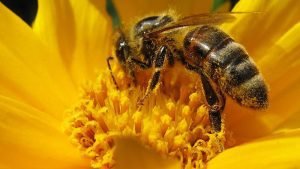 Las abejas y los polinizadores: criaturas pequeñas, pero grandes aliados en la Tierra
