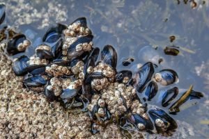 Científicos descubren opioides y antibióticos en mejillones de Seattle