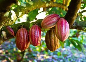 IICA firma un acuerdo con ICCO para acelerar el desarrollo del cacao en la región
