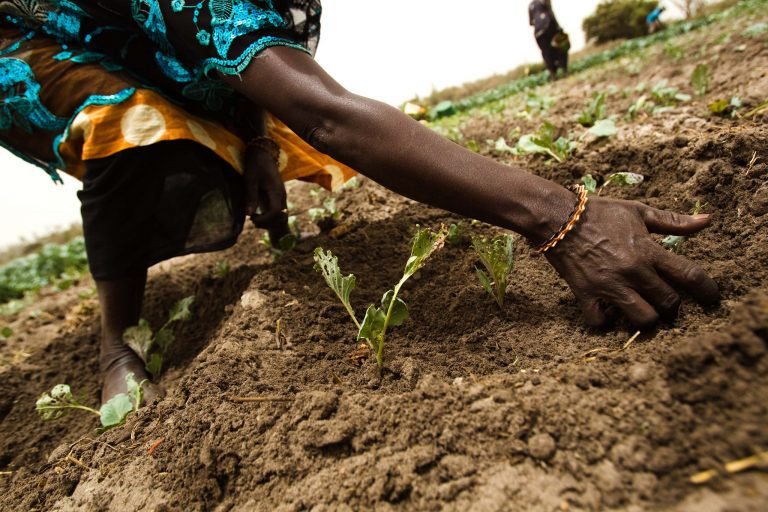 Fundación Rockefeller y la FAO ayudan a reducir la pérdida de alimentos en África