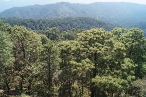 Director General de la FAO inaugura el Día Internacional de las Montañas