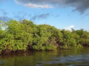 Investigadores determinan variables ambientales que influyen en el secuestro de carbono de manglares