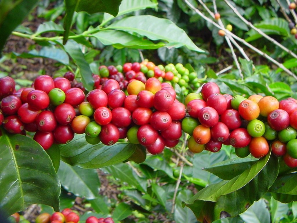 Coopedota Celebra El D A Nacional Del Caf Recordando La Importancia De La Caficultura Para El Pa S