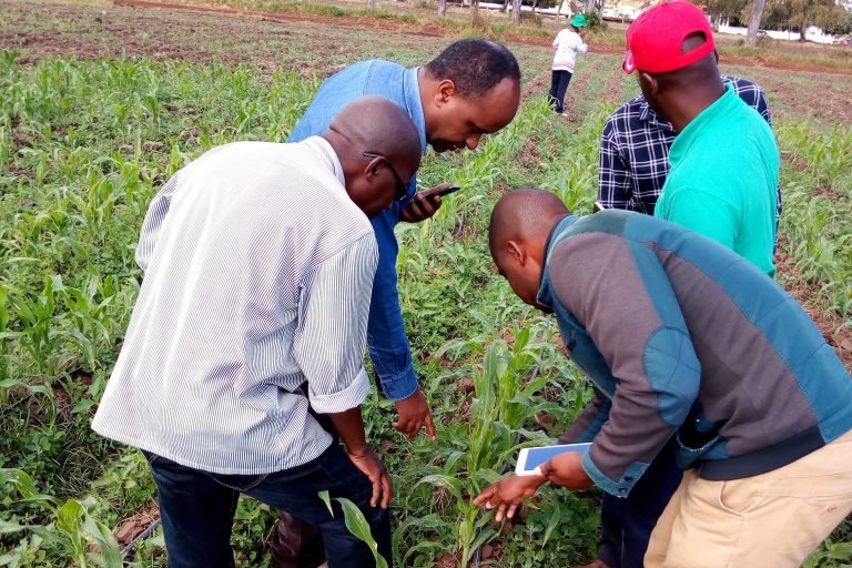 Nuru: la nueva aliada de los campesinos africanos frente al gusano cogollero