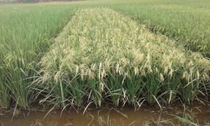 FAO reitera a Bolivia su apoyo para acceder a financiación del Fondo Verde del Clima