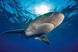 Diez verdades sobre los tiburones