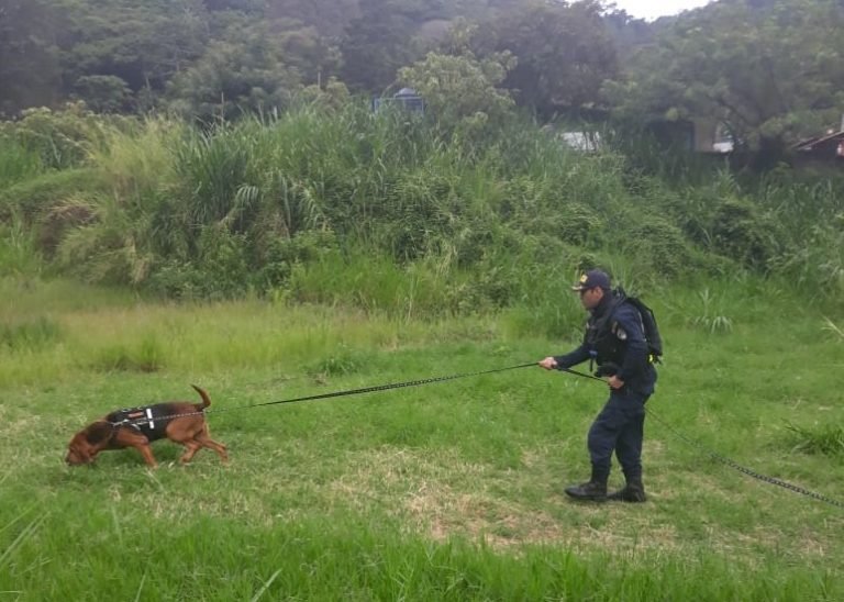 Can Bratt detecta ruta de niño desaparecido en Esparza