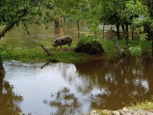 Senasa reporta 28 animales muertos en zonas afectadas por lluvias