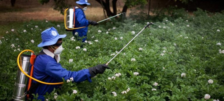 ONU: Sentencia de Monsanto, una “victoria para los derechos humanos”