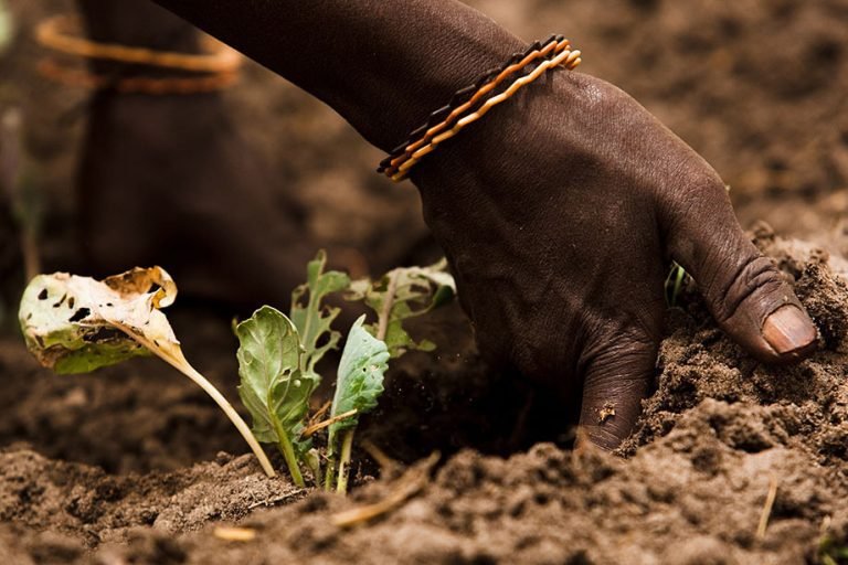 FAO: Transformar agricultura y sistemas alimentarios para alimentar la población y cuidar del planeta