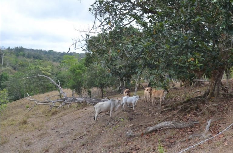 Países de Mesoamérica refuerzan capacidades para enfrentar cambio climático