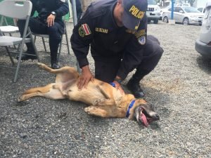 Nuevos “padres” reciben a los oficiales caninos retirados