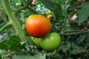 Costa Rica tendrá un tomate resistente a agresivo virus