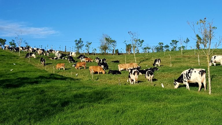 250 mil lecheros centroamericanos impulsan crecimiento de 5% en producción