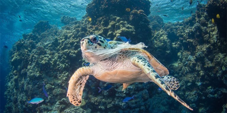 Concurso de fotografía por el Día Mundial de los Océanos