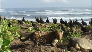 Aumentan avistamientos de jaguares en Parque Nacional Tortuguero