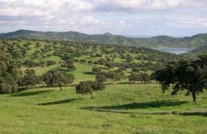 Bosque mediterráneo aumenta su superficie, pero está cada vez más amenazado