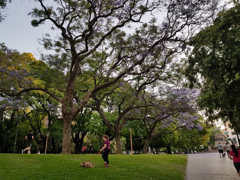 Valorar los árboles para crear ciudades más verdes y saludables