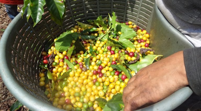 Aumentaron estaciones de vigilancia de plagas en el cultivo de café para Región Brunca