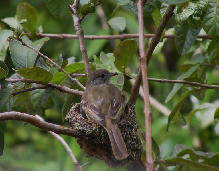 Hojancha: un caso de éxito de recuperación de biodiversidad y promoción de la resiliencia