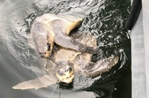 Guardacostas salvan dos tortugas atrapadas en línea de pesca