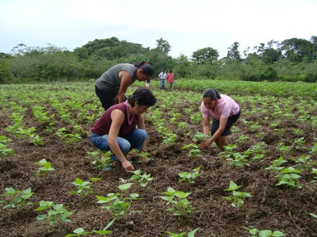 Costa Rica albergará segunda conferencia global del Programa Sistemas Alimentarios Sostenibles de Naciones Unidas