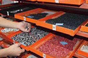 Costa Rica apoya la conservación de semillas de cultivos prioritarios para la humanidad