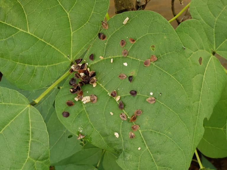 SFE libera insectos benéficos para control de plagas