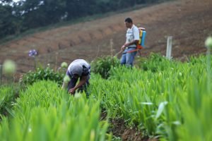 Uso de plaguicidas: Muchas personas agricultoras están haciendo las cosas bien