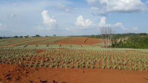 Vecinos alertan por coloración extraña en Quebrada Pital